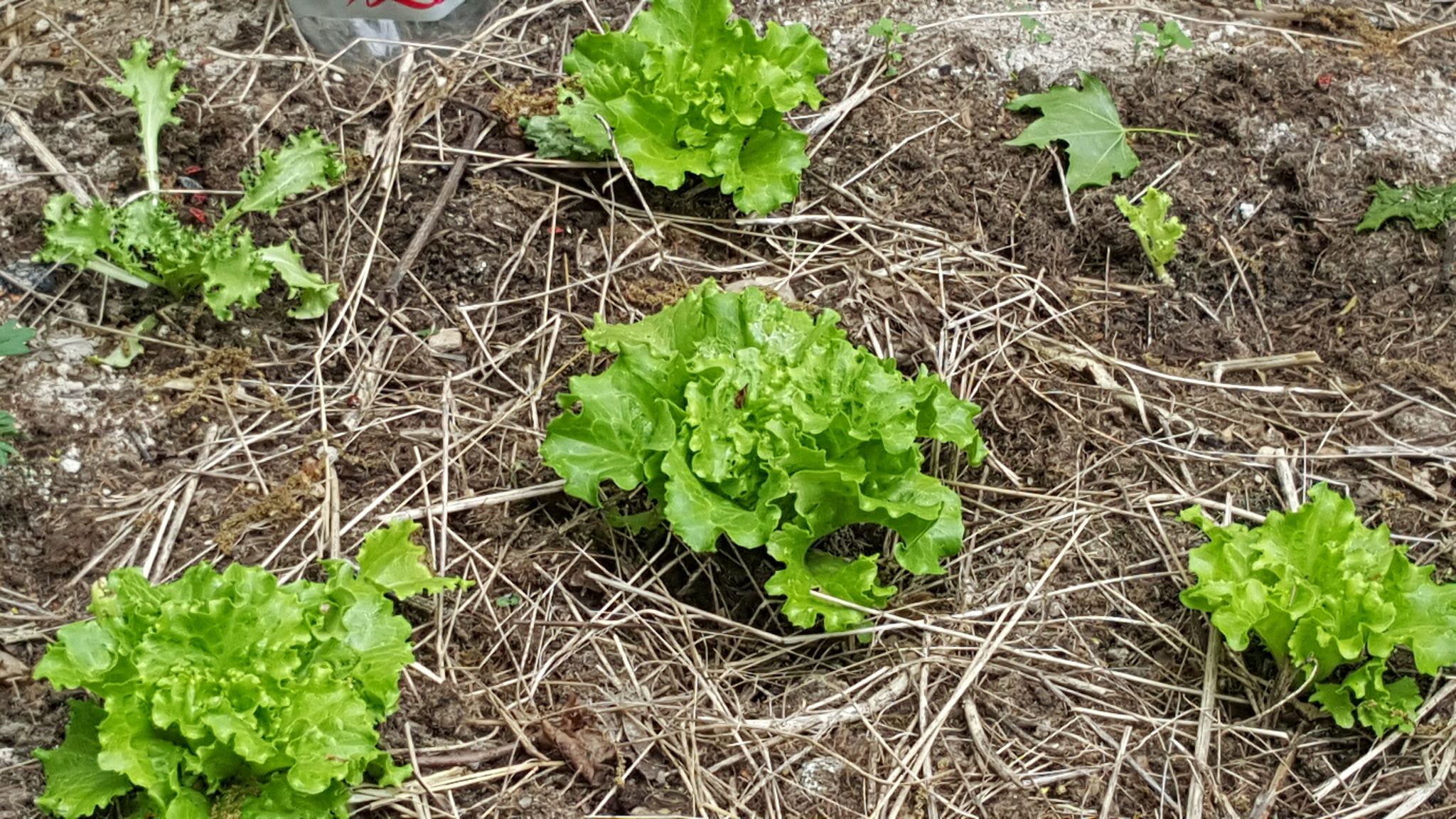 Les salades repiquées au mois de mars